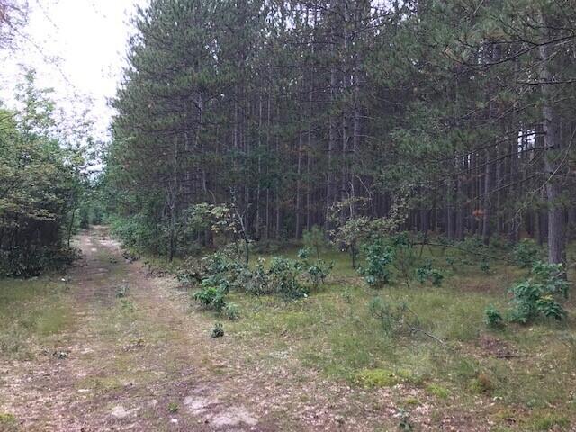 9541 Pine Road Marion, MI 49665 - Photo 17 of 30 shep 18