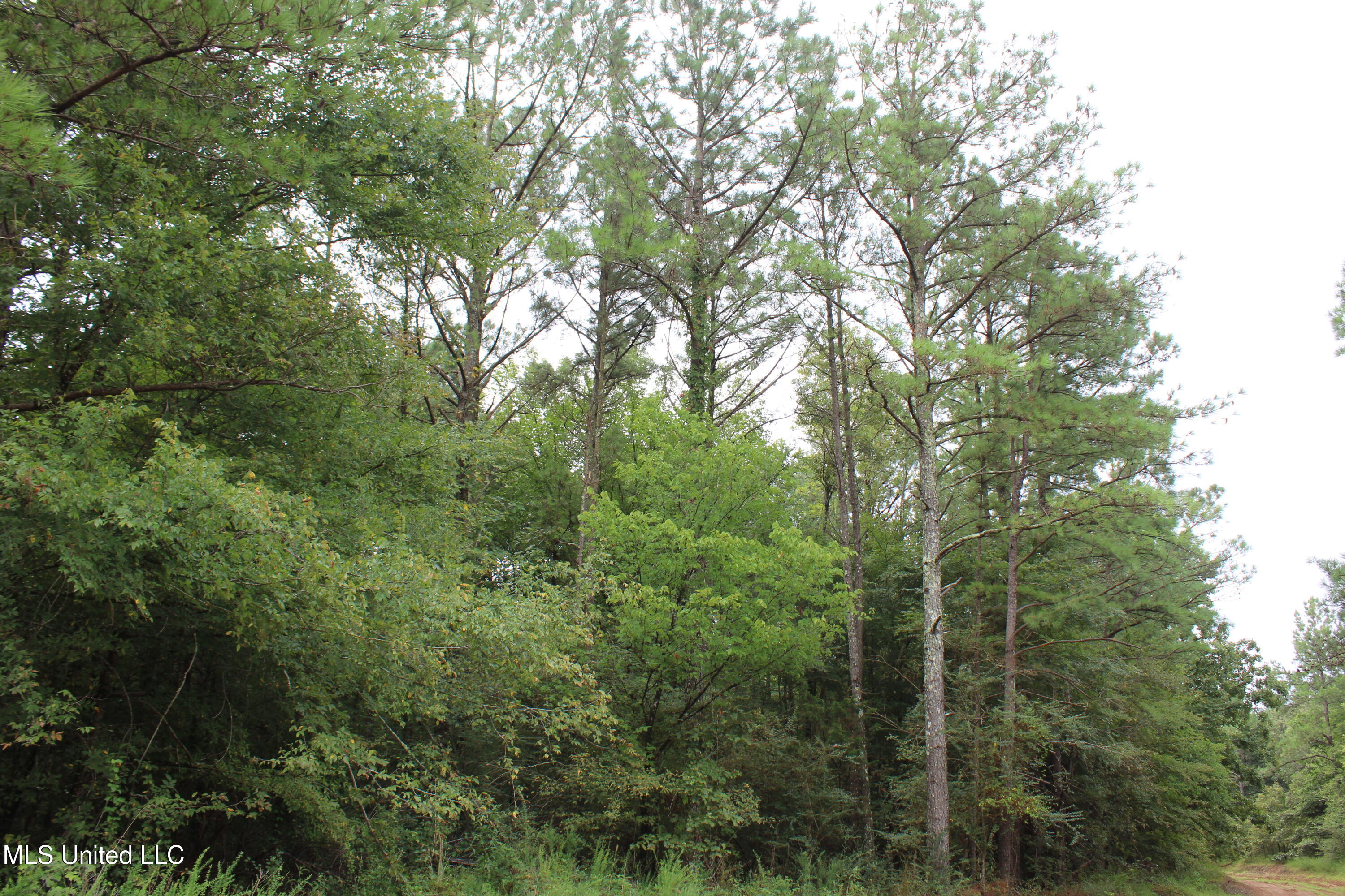 0 Edwards Road Byhalia, MS 38611 - Photo 13 of 27 IMG_6370
