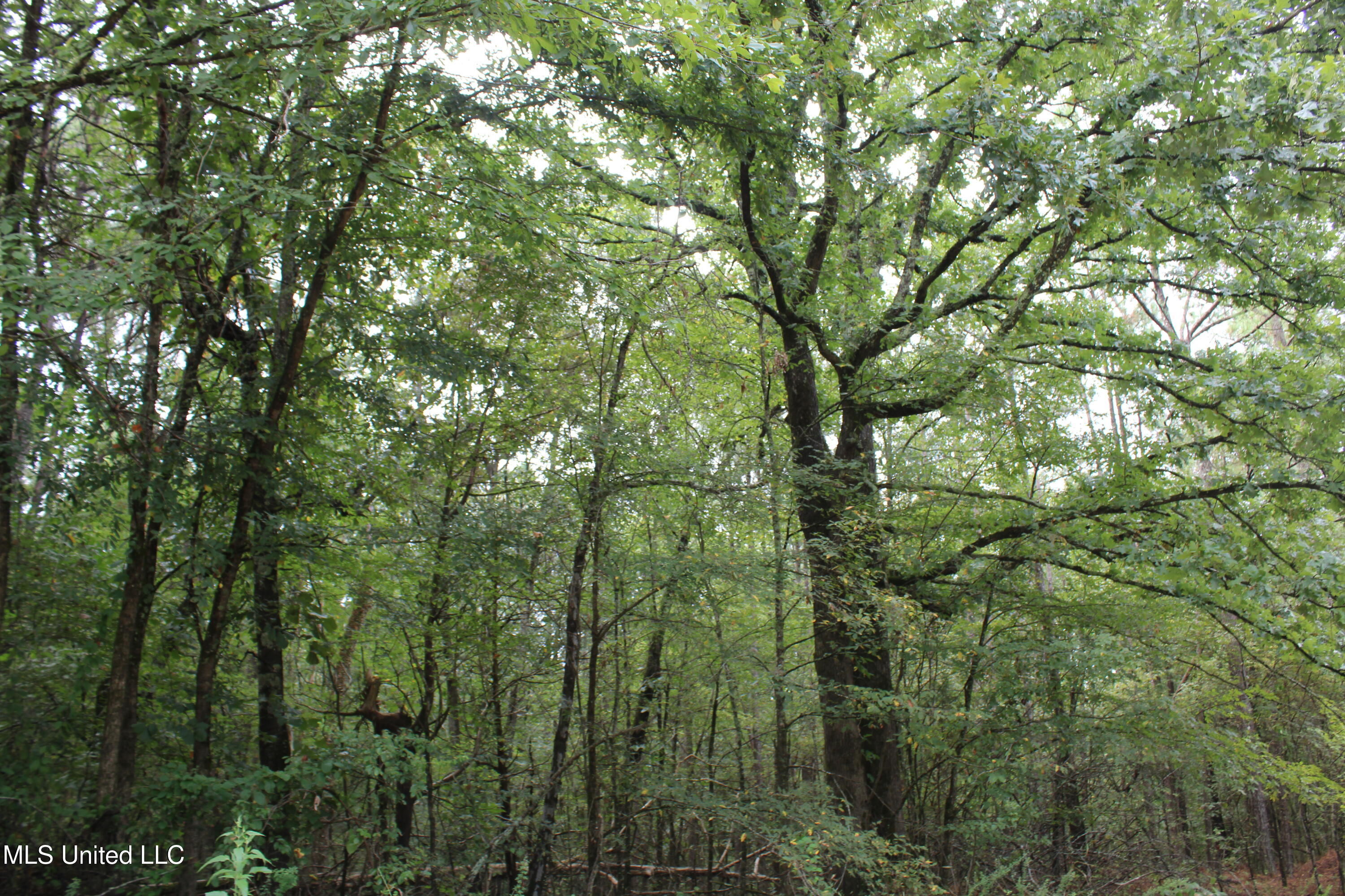 0 Edwards Road Byhalia, MS 38611 - Photo 14 of 27 IMG_6371