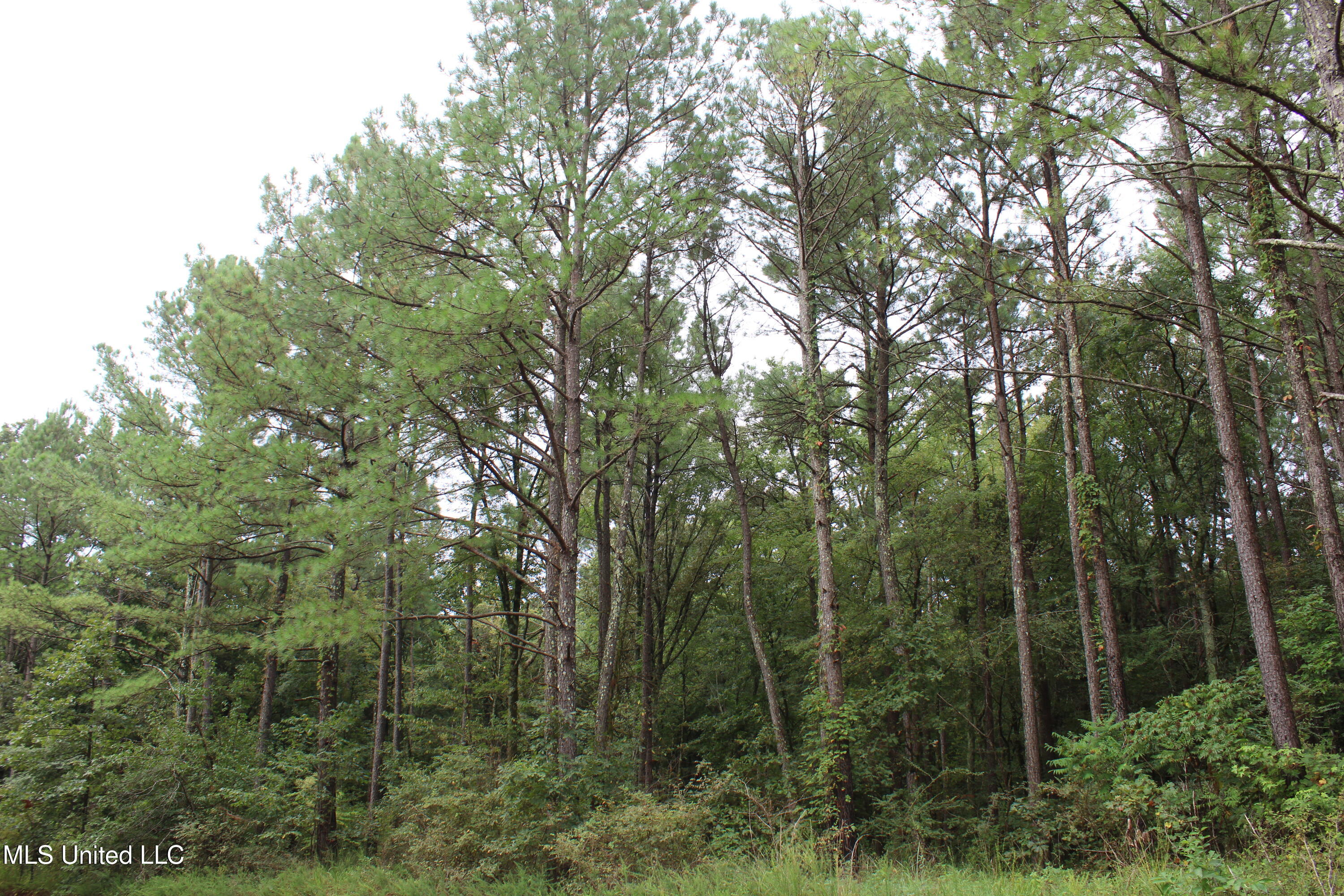 0 Edwards Road Byhalia, MS 38611 - Photo 17 of 27 IMG_6375