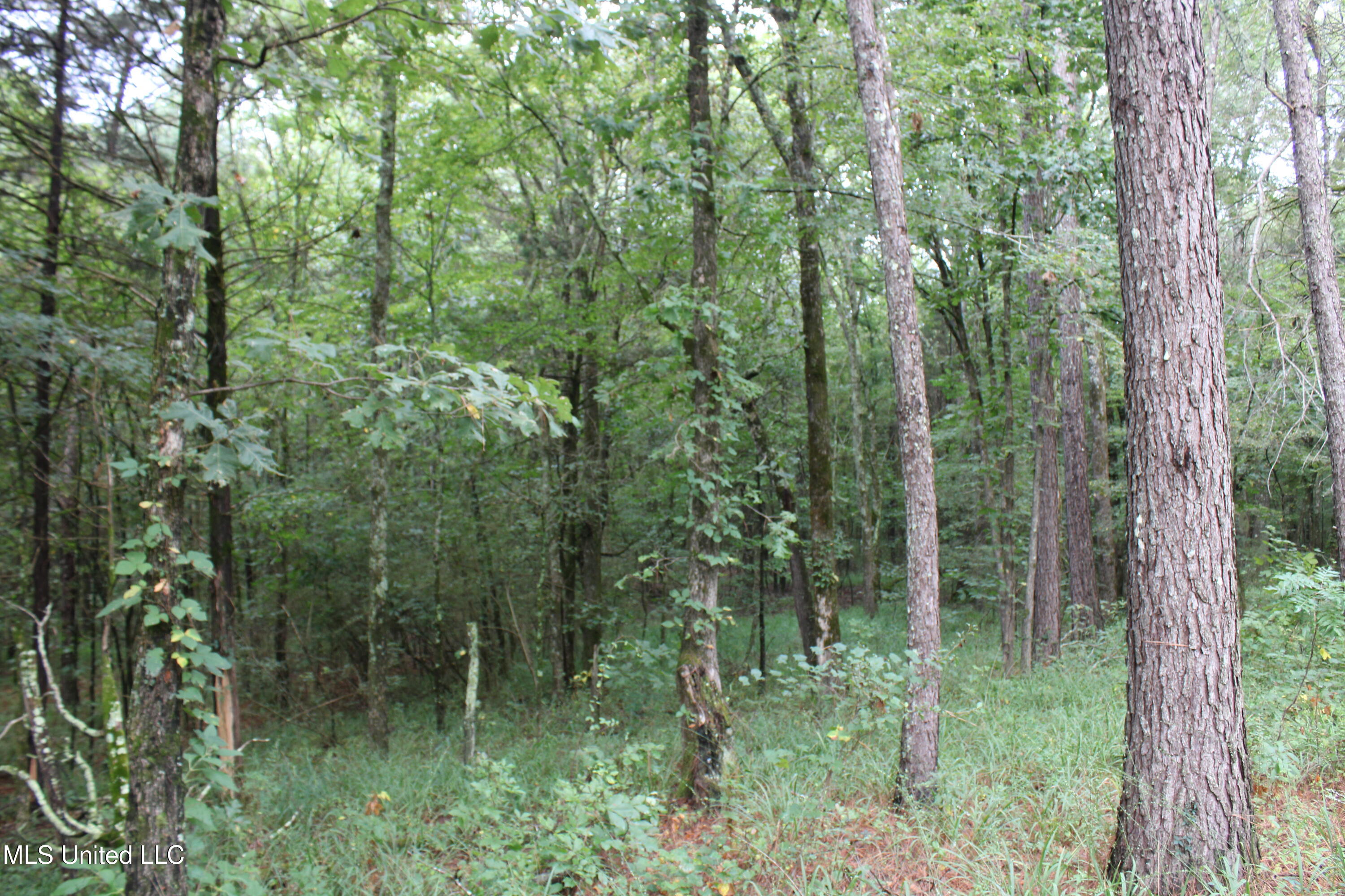 0 Edwards Road Byhalia, MS 38611 - Photo 18 of 27 IMG_6376