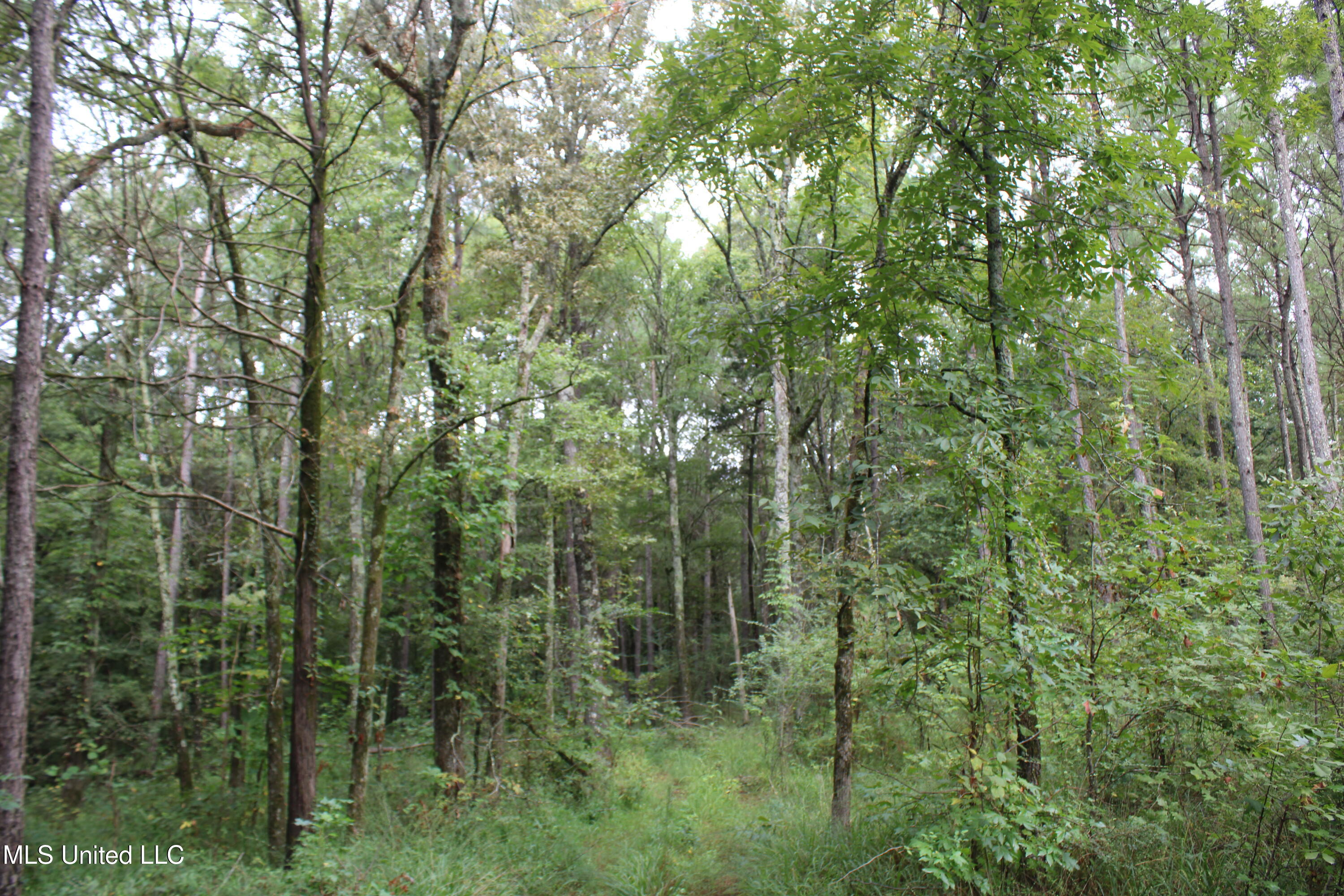 0 Edwards Road Byhalia, MS 38611 - Photo 19 of 27 IMG_6377