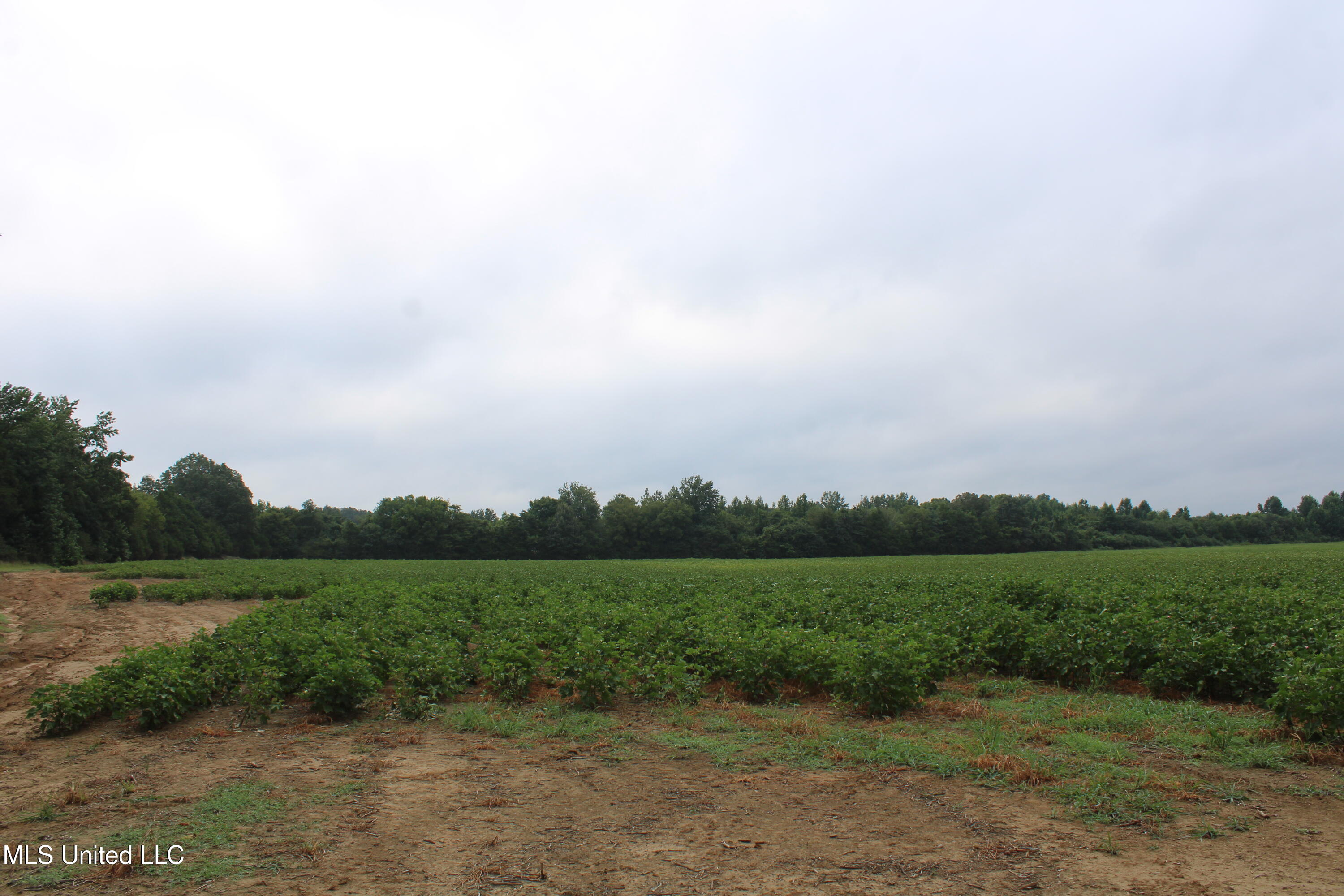 0 Edwards Road Byhalia, MS 38611 - Photo 24 of 27 IMG_6382