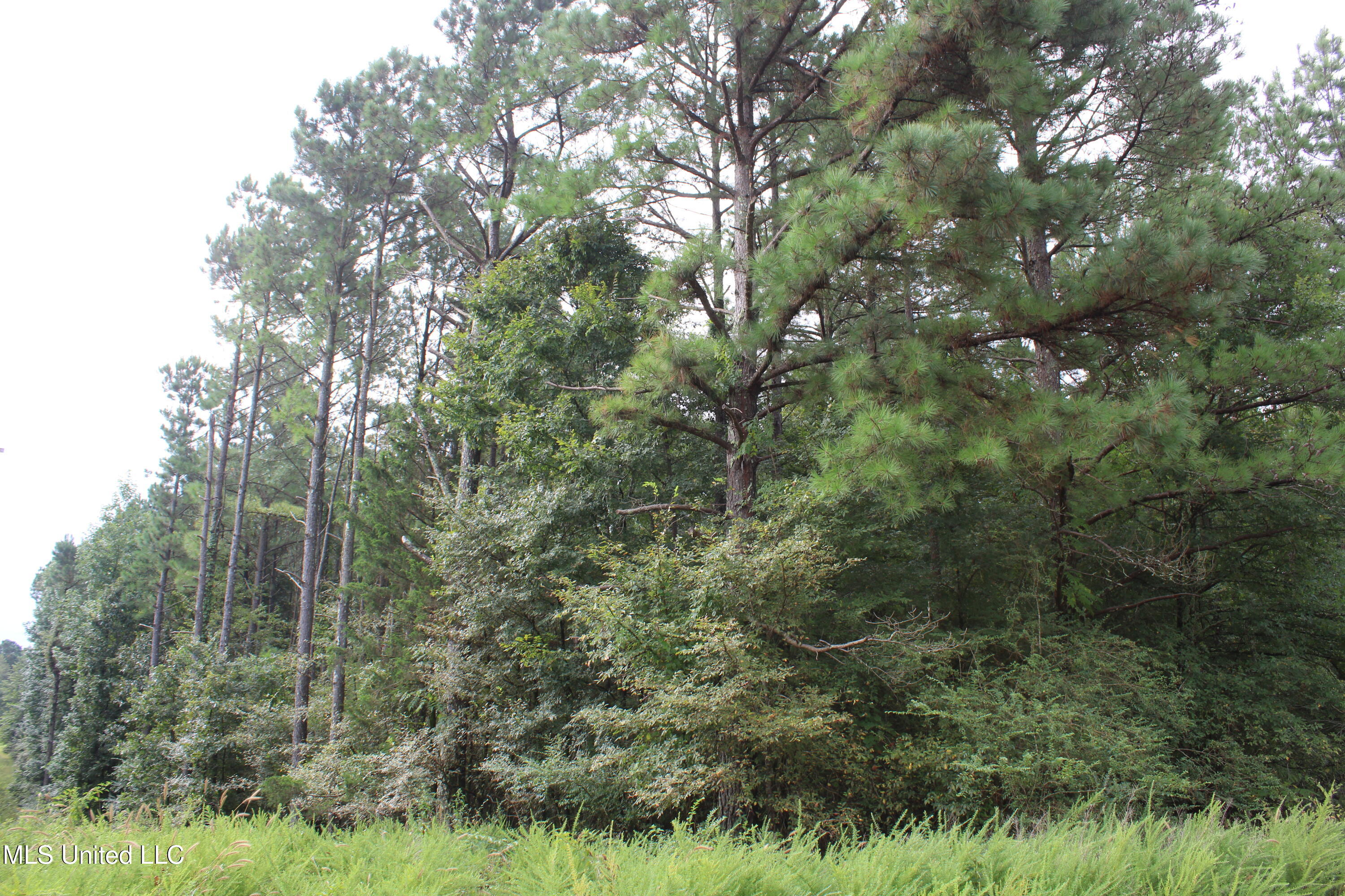 0 Edwards Road Byhalia, MS 38611 - Photo 10 of 27 IMG_6367