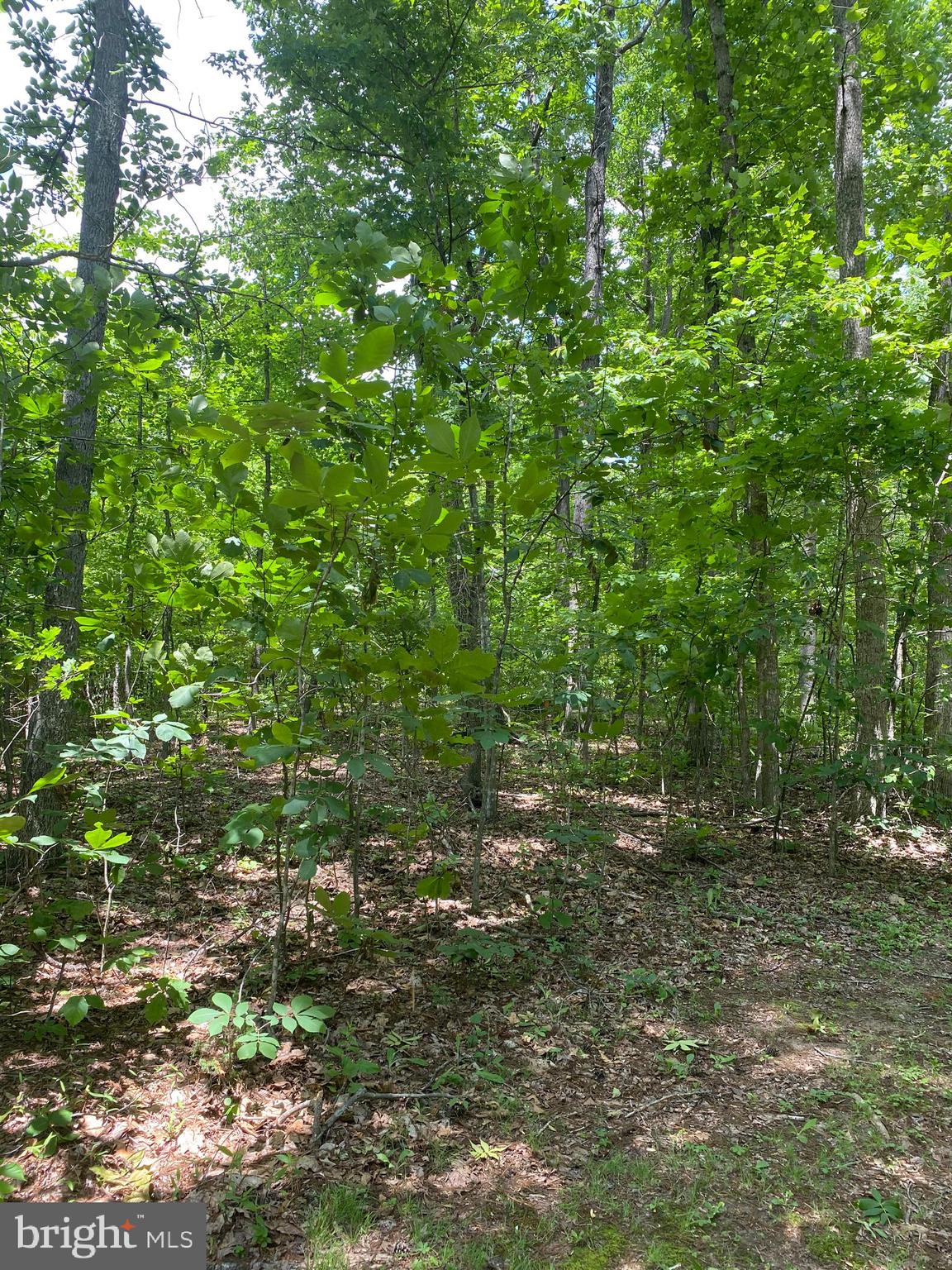 Crooked Run Road Remington, VA 22734 - Photo 7 of 18 Healthy woods...
