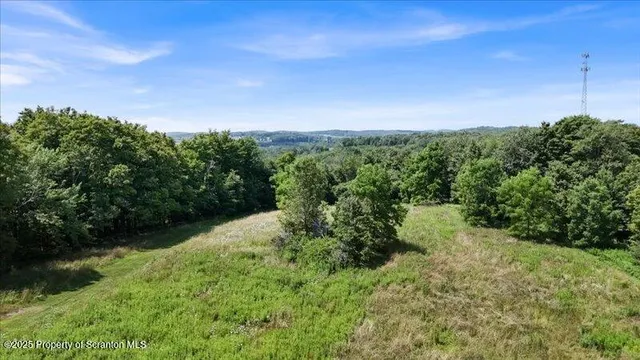 a view of a yard with plants and a tree