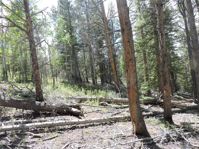 a view of a tree in the forest