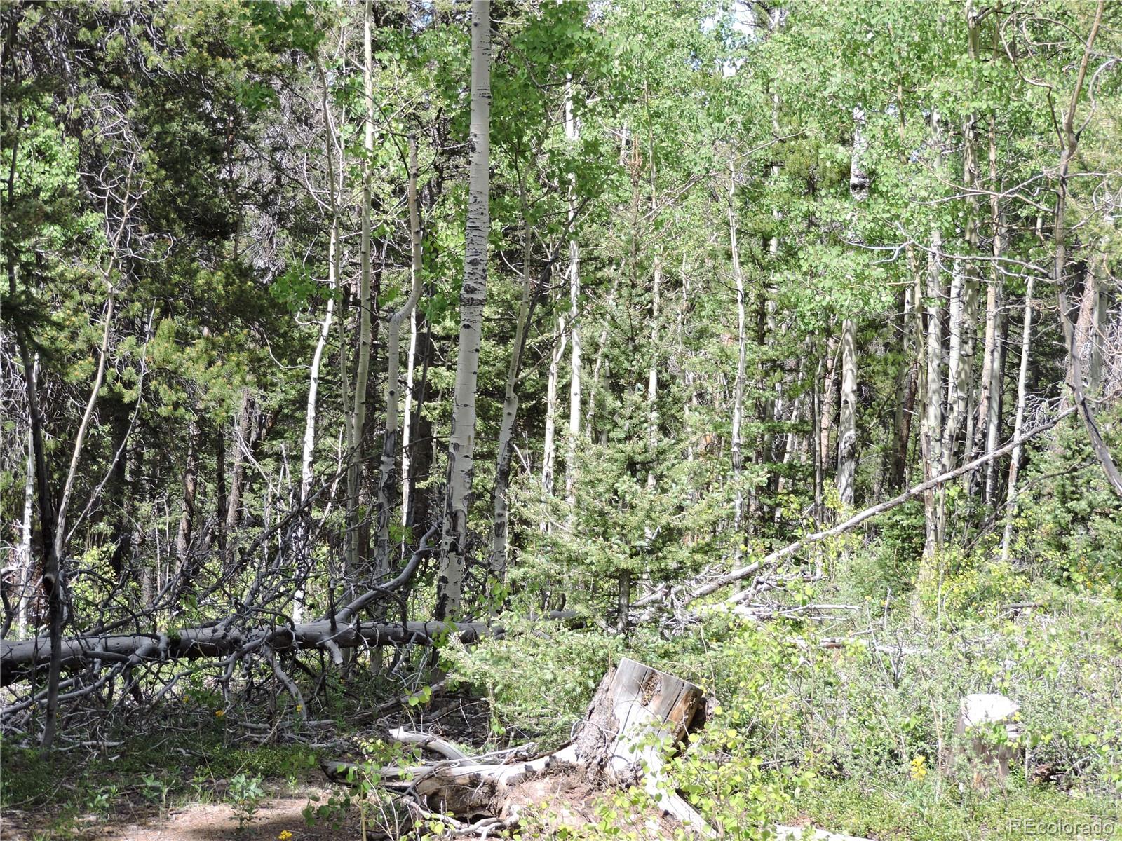 0 Georgia Pass Lookout Road Jefferson, CO 80456 - Photo 3 of 13 a view of a forest with a tree
