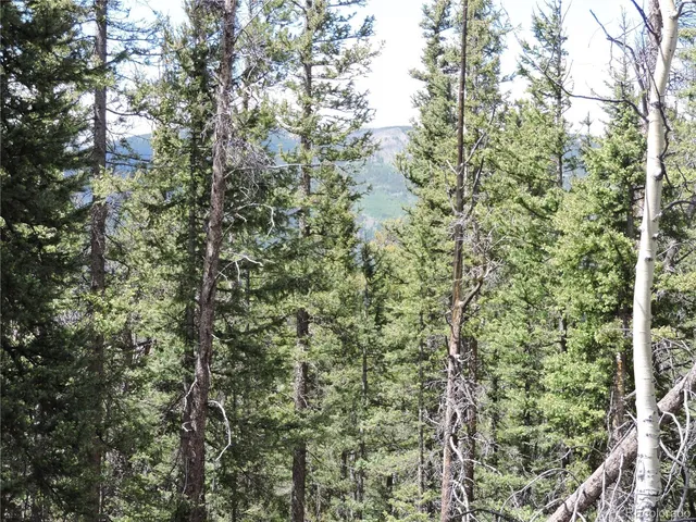 a view of a forest with a tree