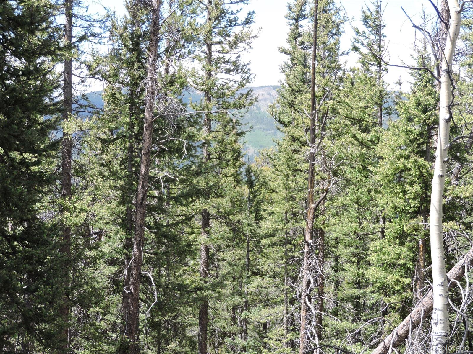 0 Georgia Pass Lookout Road Jefferson, CO 80456 - Photo 5 of 13 a view of a forest with a tree