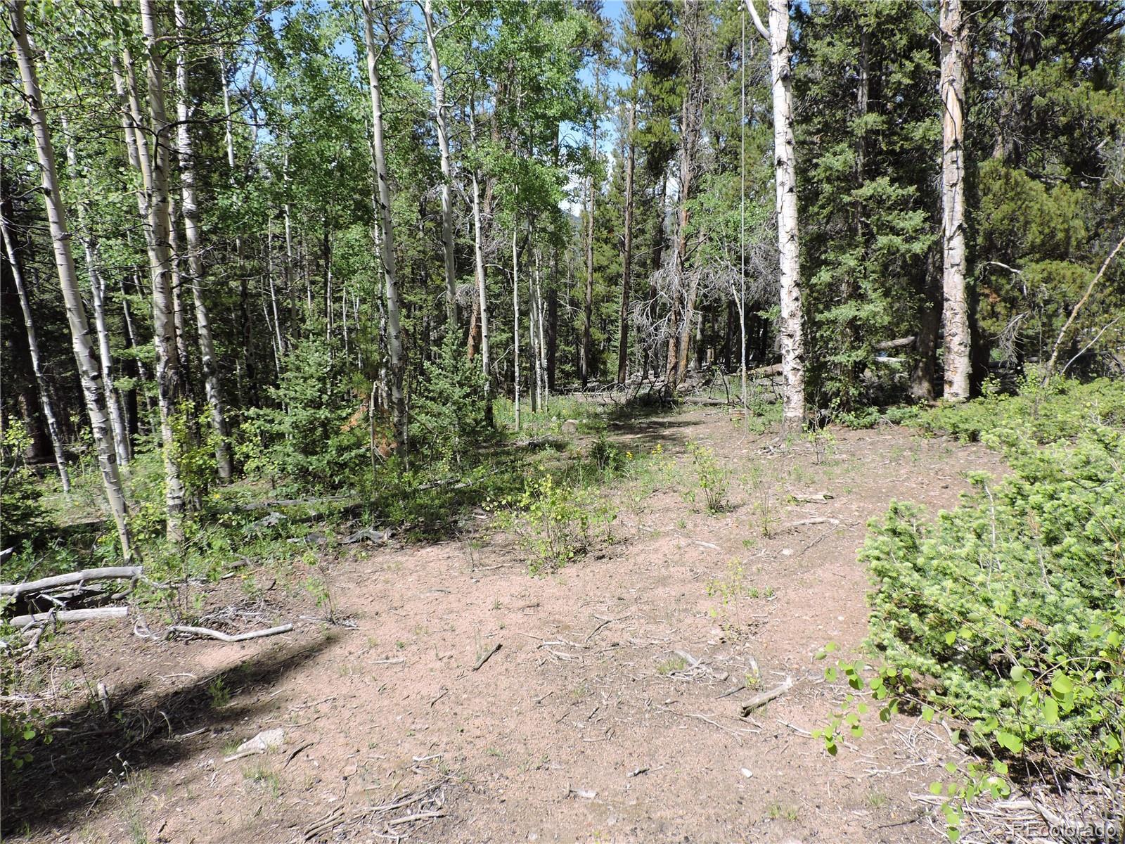 0 Georgia Pass Lookout Road Jefferson, CO 80456 - Photo 7 of 13 a view of a yard with plants and trees