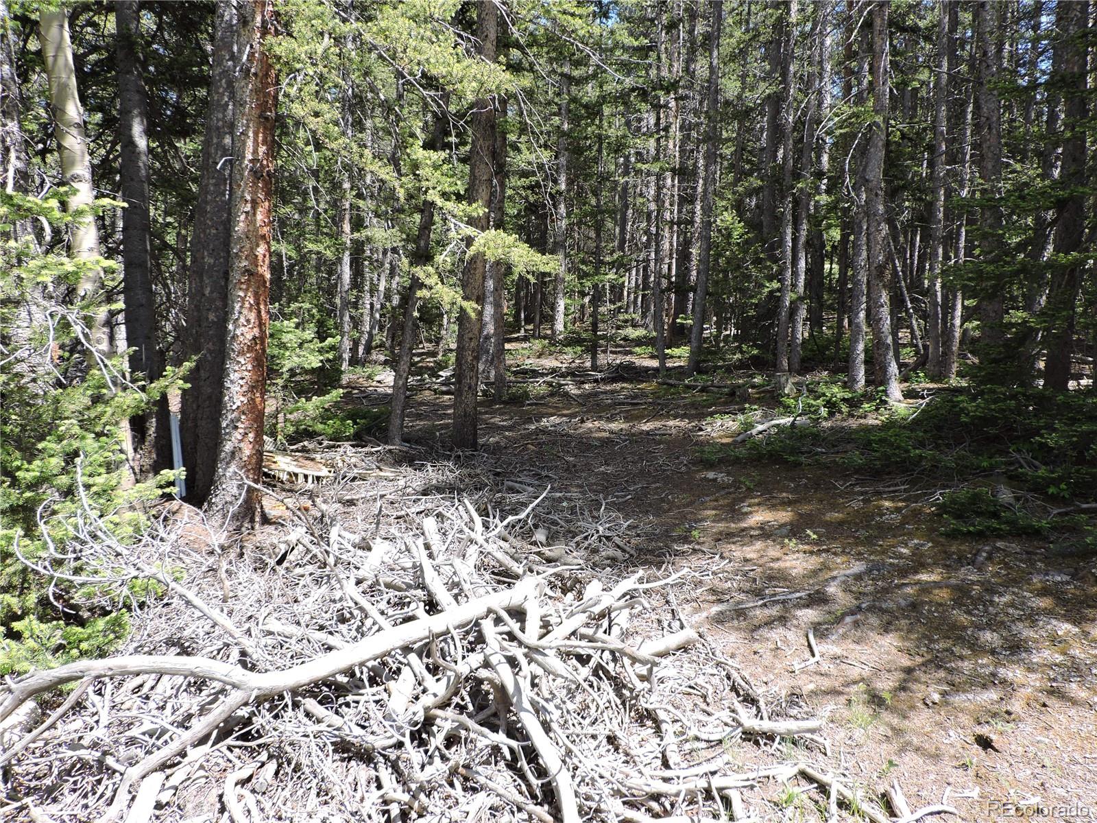 0 Georgia Pass Lookout Road Jefferson, CO 80456 - Photo 8 of 13 a view of a forest with trees