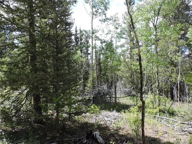 a view of a forest filled with trees