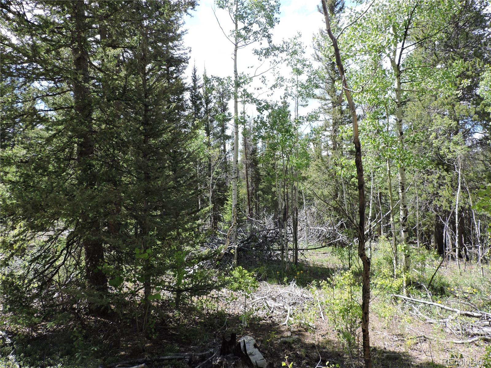 0 Georgia Pass Lookout Road Jefferson, CO 80456 - Photo 9 of 13 a view of a forest filled with trees