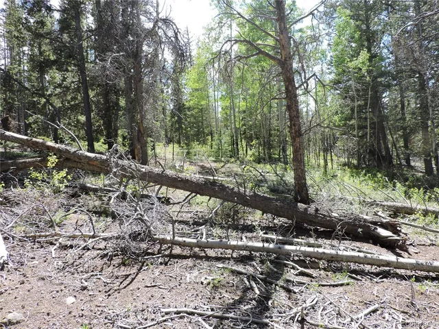 a view of a forest with trees