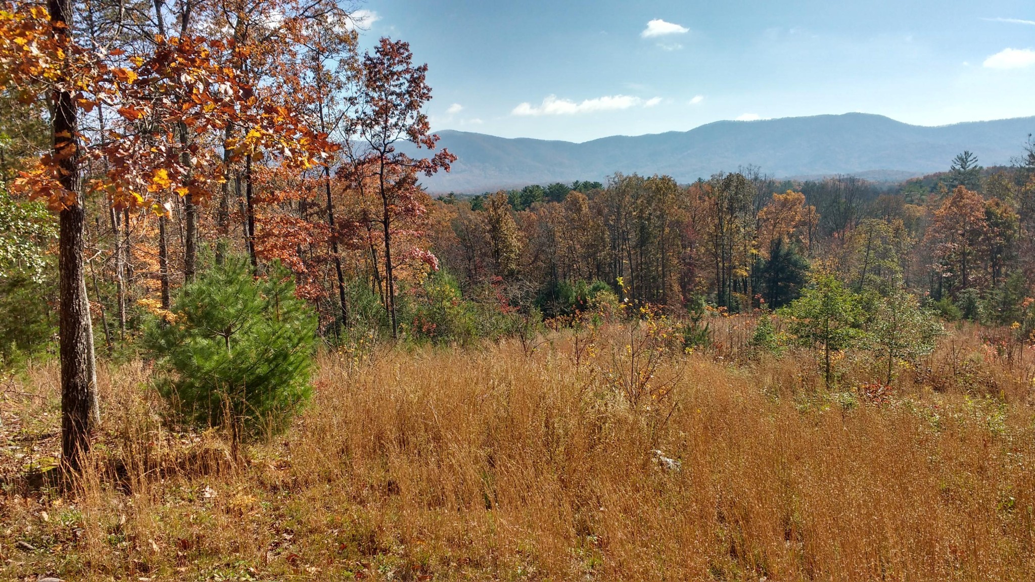 8 Pond Ridge Road Tellico Plains, TN 37385 - Photo 4 of 9 Gallery Image 4