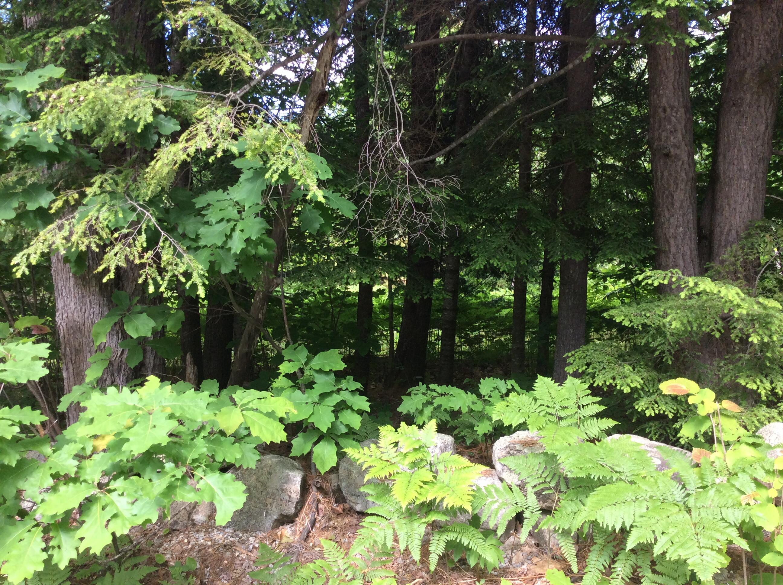 M8-l6-6part Hio Ridge Road Bridgton, ME 04009 - Photo 1 of 1 IMG_1239