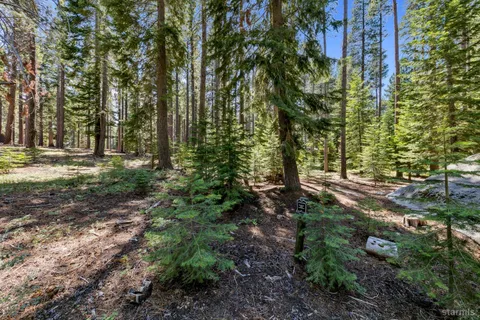 a view of a yard with plants and trees