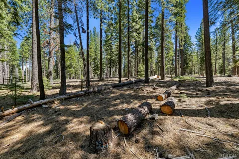 a view of a forest with trees