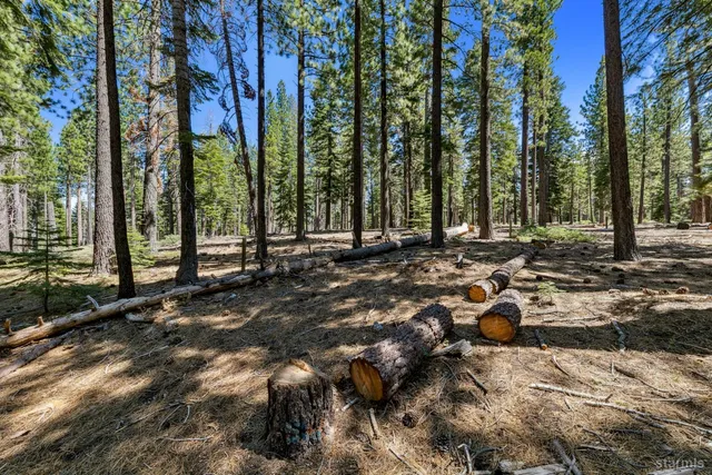 a view of a forest with trees