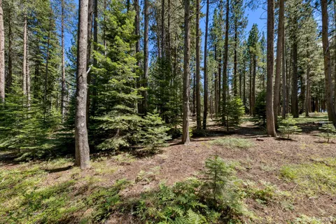 a view of a park with large trees