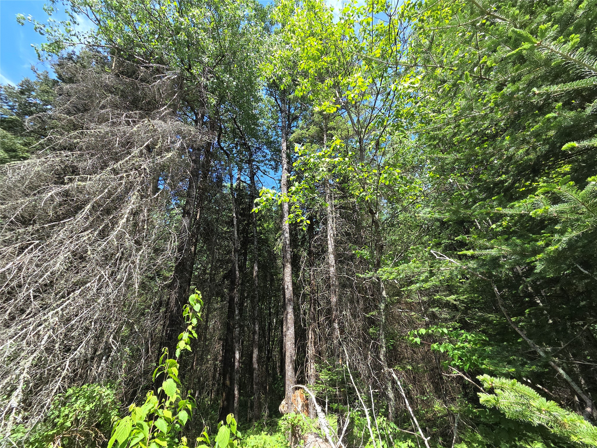 Lot 8 East Solberg Lake Road Phillips, WI 54555 - Photo 1 of 1 Gallery Image 1
