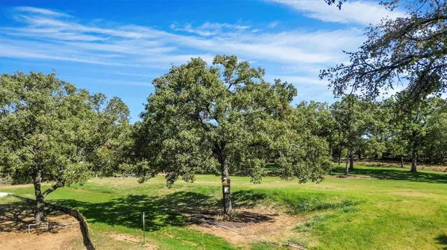 a view of a garden with a tree