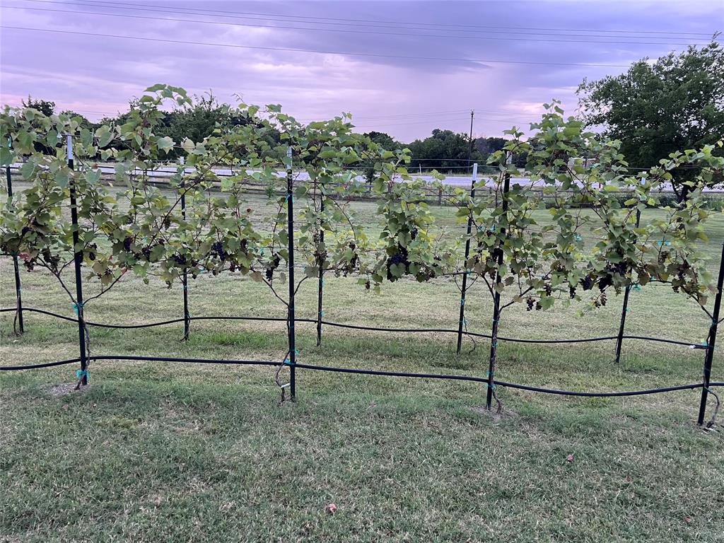 113 Heather Lane Decatur, TX 76234 - Photo 34 of 34 Grape Arbor