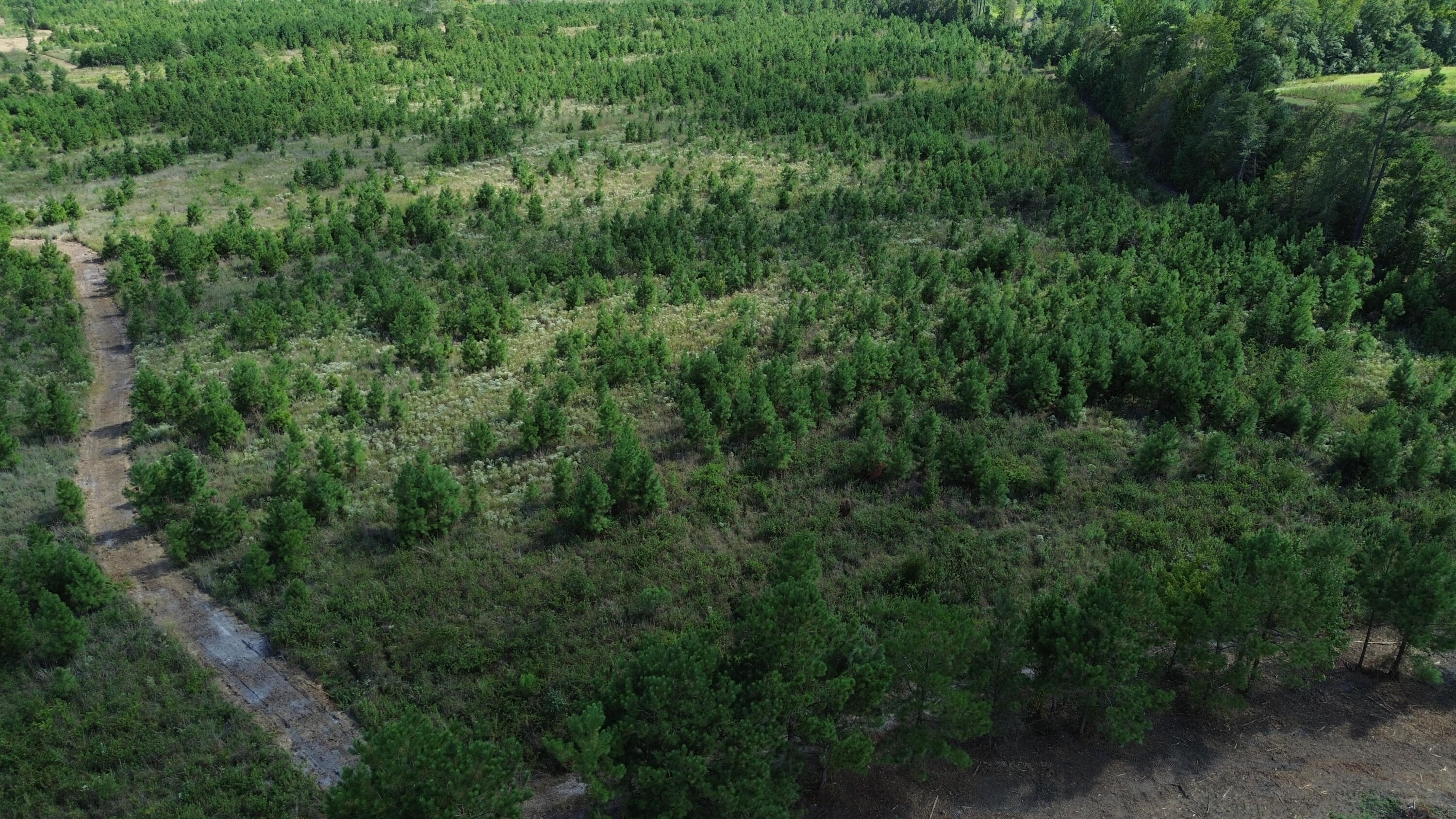 1 Bethel Forest Road Rowesville, SC 29133 - Photo 11 of 23 DJI_0058