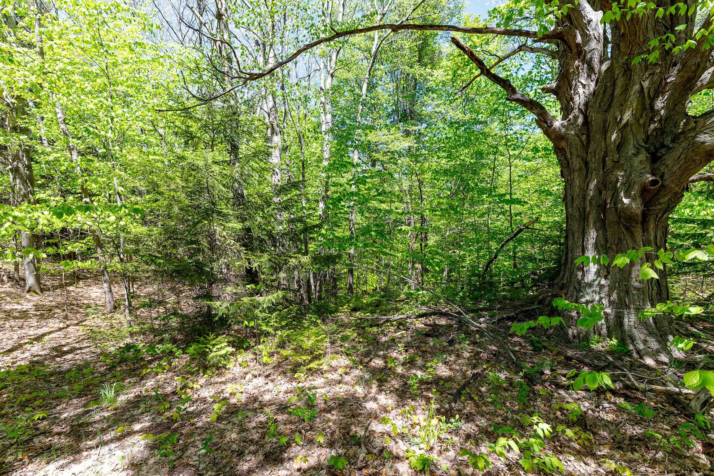 3219 Nugent Road Frankfort, MI 49635 - Photo 11 of 15