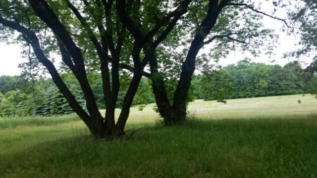 6476 East Loop Road Hesperia, MI 49421 - Photo 3 of 15 20160609_153600