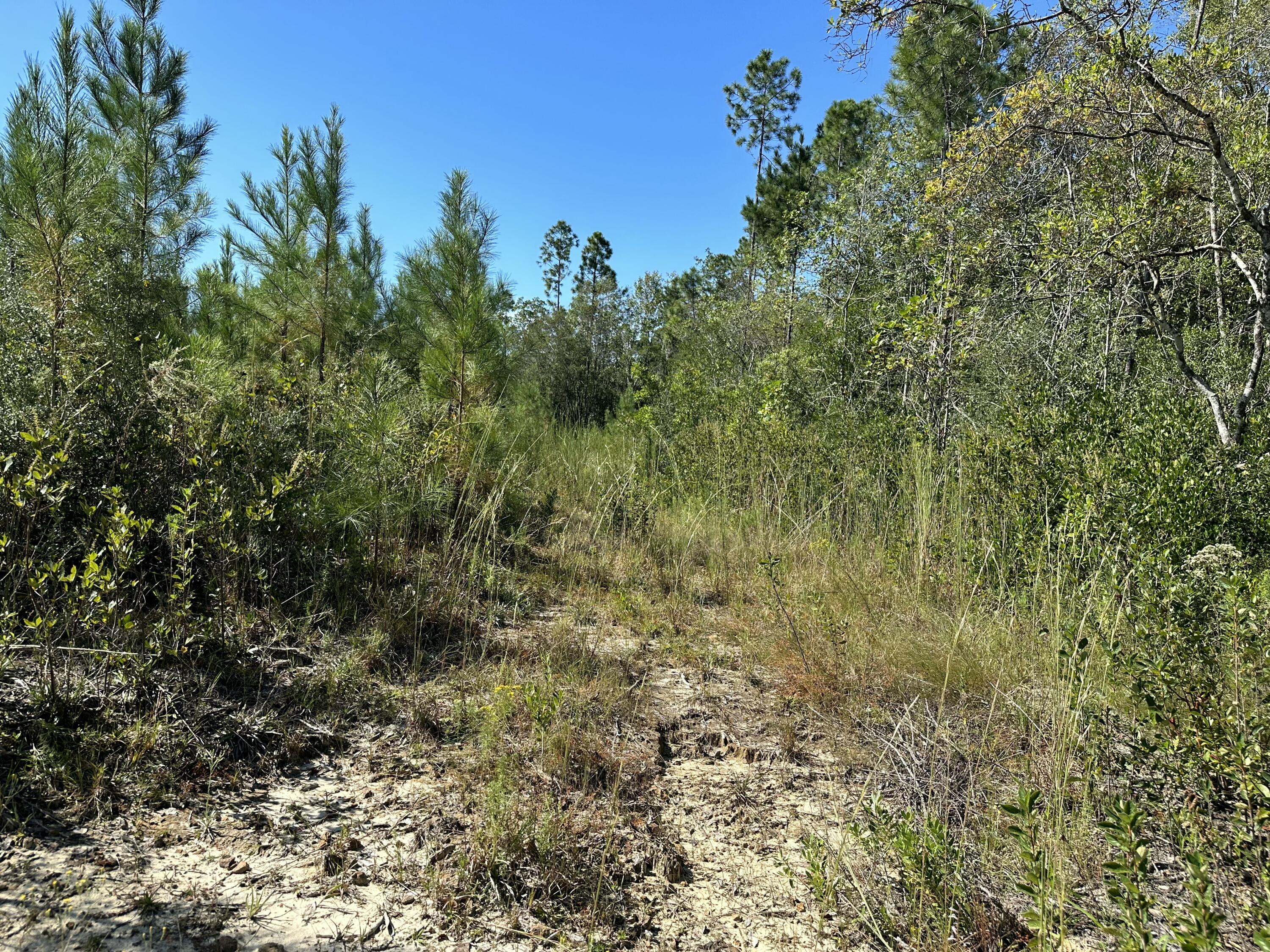 Parcel B Millside Road Laurel Hill, FL 32567 - Photo 10 of 12 a view of a yard with a tree