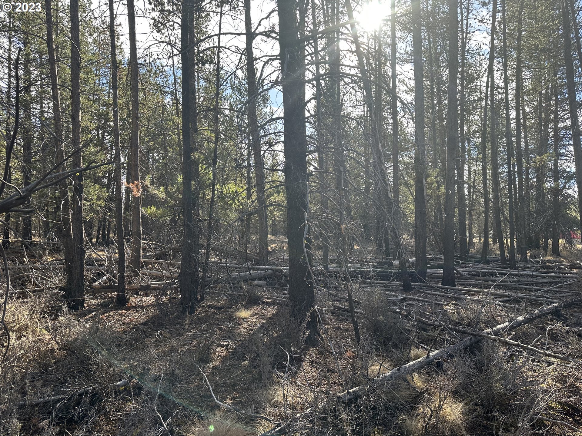 Split Rail Road, Unit 6100 La Pine, OR 97739 - Photo 11 of 27 a view of a forest with trees