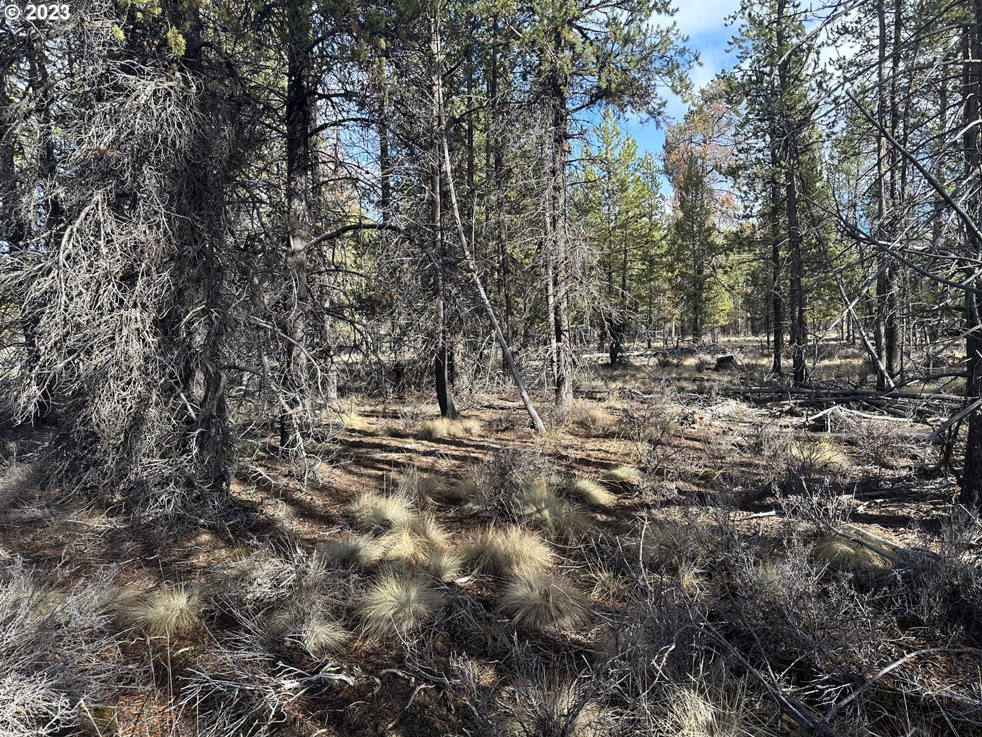 Split Rail Road, Unit 6100 La Pine, OR 97739 - Photo 13 of 27 a view of a forest with trees