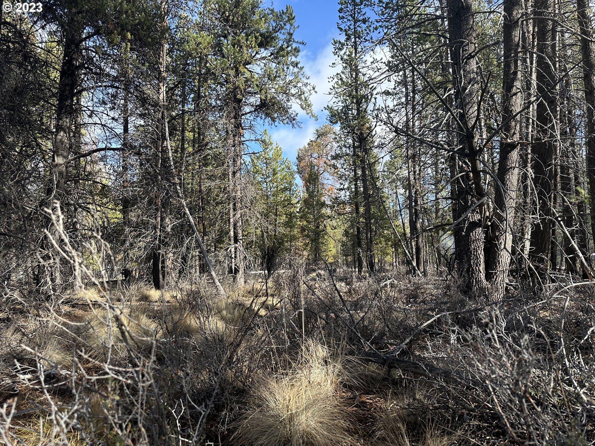 Split Rail Road, Unit 6100 La Pine, OR 97739 - Photo 14 of 27 a view of a forest with lots of trees