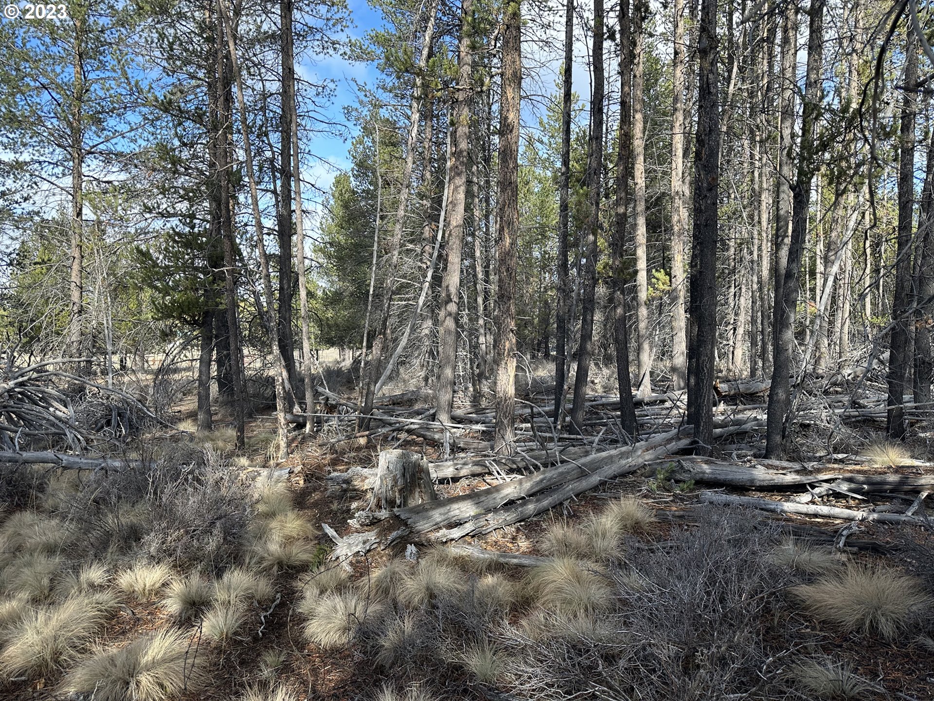 Split Rail Road, Unit 6100 La Pine, OR 97739 - Photo 15 of 27 a view of a forest with trees