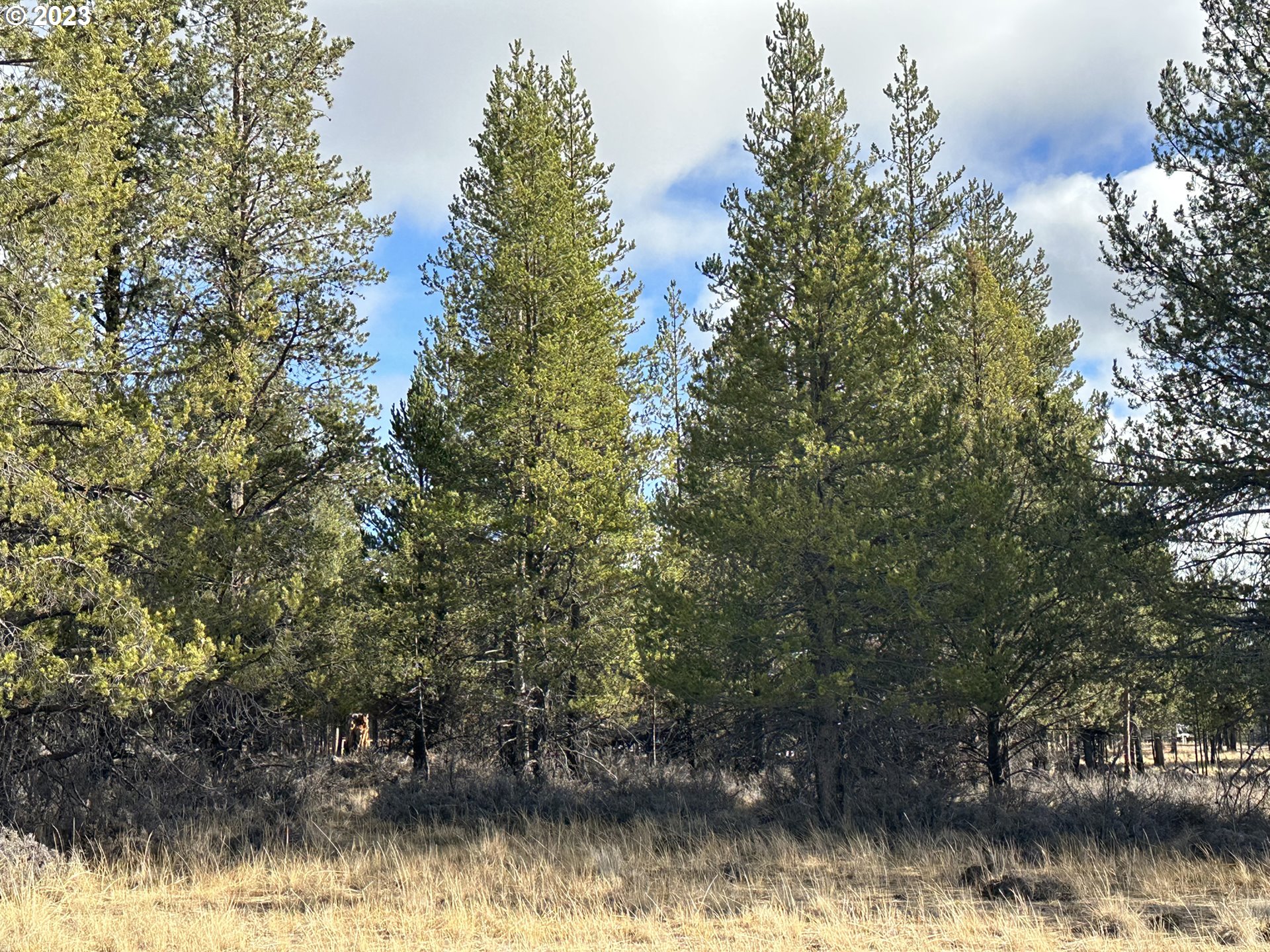 Split Rail Road, Unit 6100 La Pine, OR 97739 - Photo 21 of 27 a view of lake with a tree