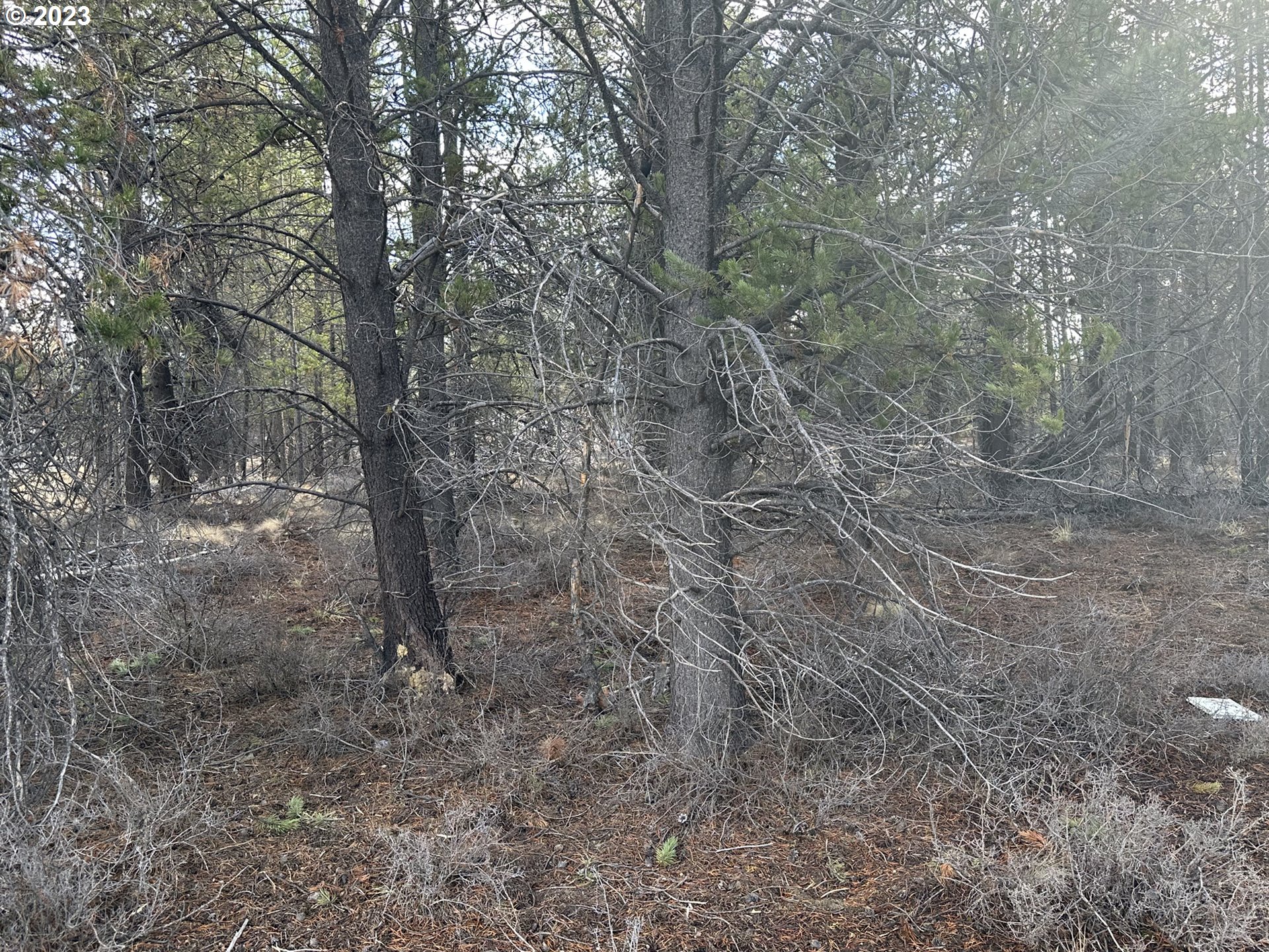 Split Rail Road, Unit 6100 La Pine, OR 97739 - Photo 5 of 27 a view of a forest with lots of trees