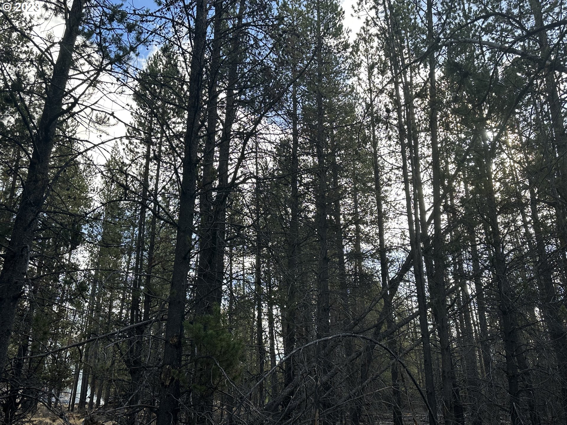 Split Rail Road, Unit 6100 La Pine, OR 97739 - Photo 6 of 27 a view of forest