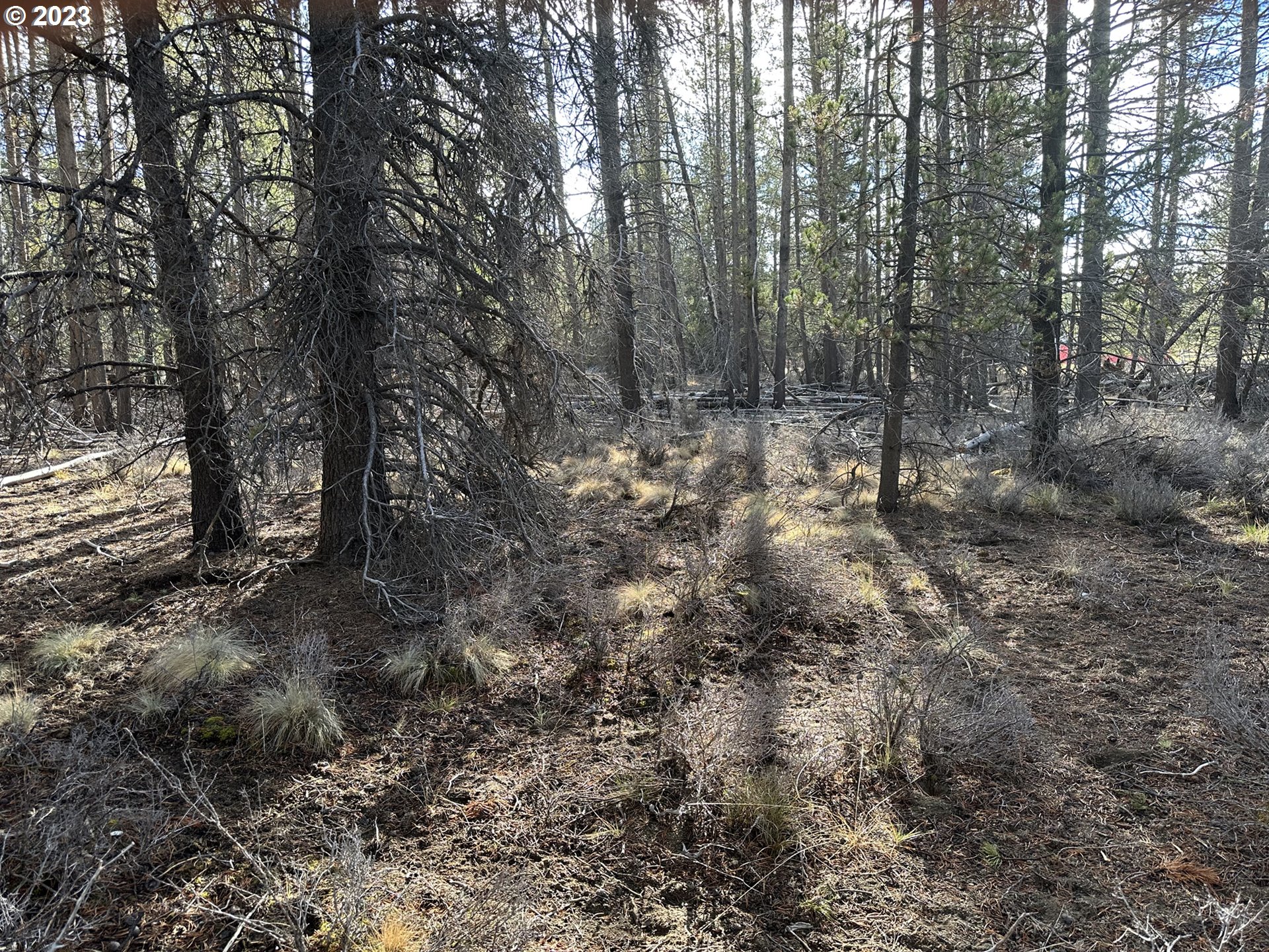 Split Rail Road, Unit 6100 La Pine, OR 97739 - Photo 7 of 27 a view of a forest with trees in the background