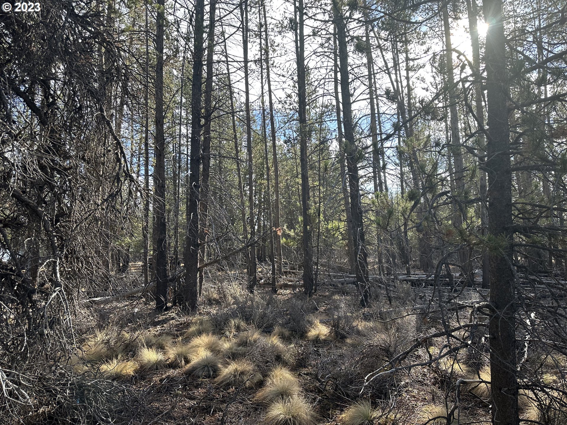 Split Rail Road, Unit 6100 La Pine, OR 97739 - Photo 8 of 27 a view of forest