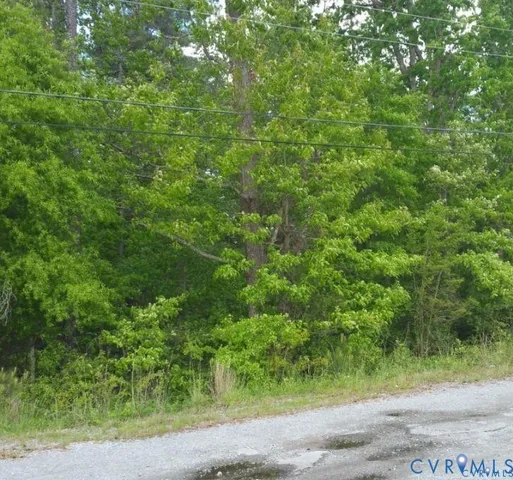 a view of a yard with plants and large trees