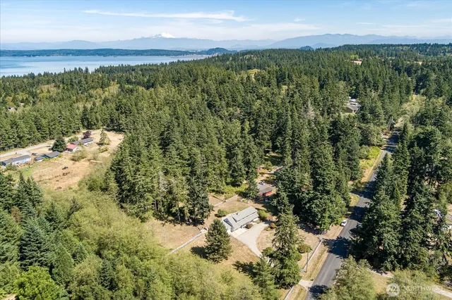 a view of a forest with a street
