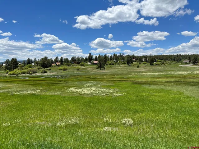 a view of a big yard with lawn chairs and large trees