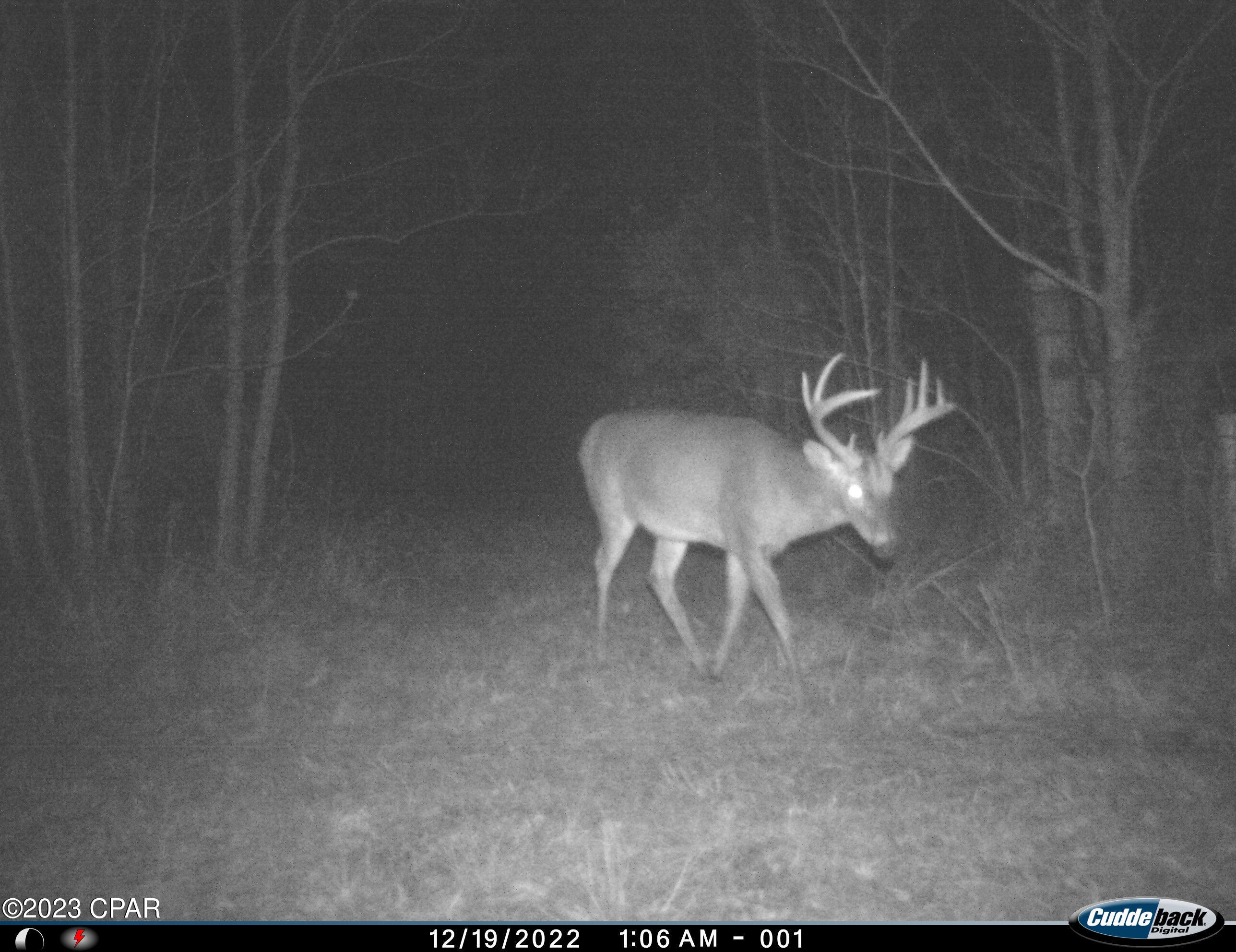 Tbd Corbin Road Cottondale, FL 32431 - Photo 4 of 13