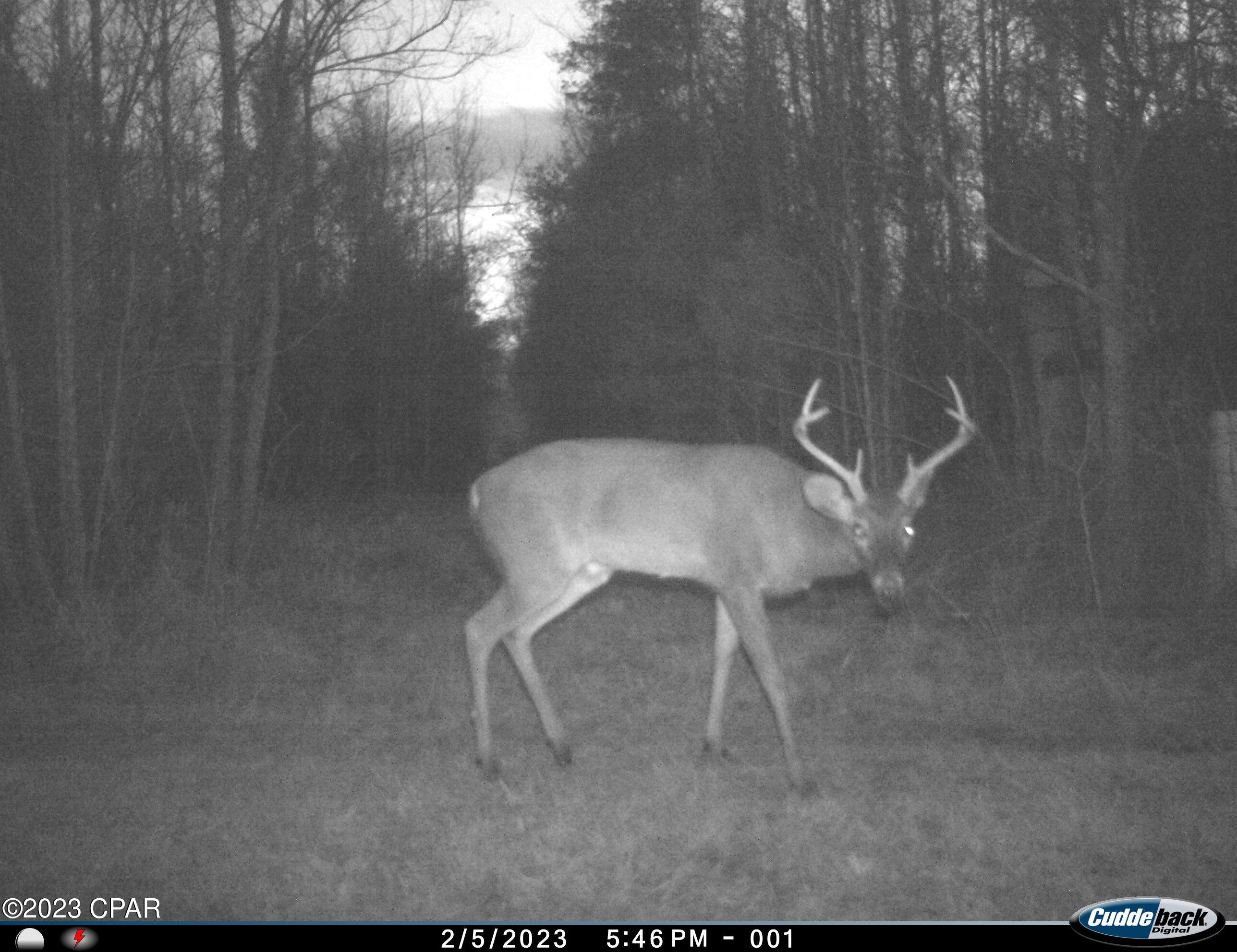 Tbd Corbin Road Cottondale, FL 32431 - Photo 5 of 13