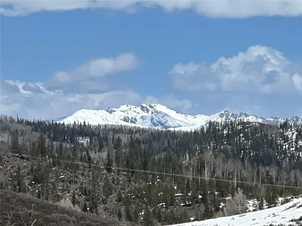 a view of a lot of trees in a yard