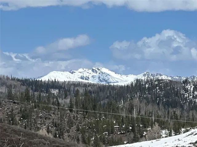 a view of a lot of trees in a yard