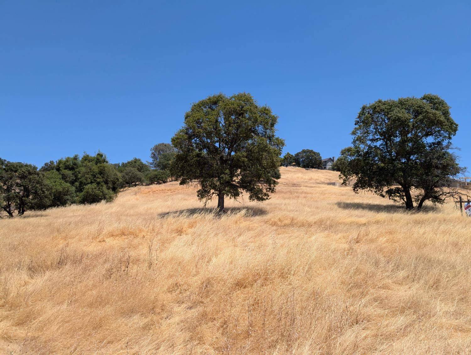 3669 Little John Road, Unit 1 Copperopolis, CA 95228 - Photo 14 of 25 Beautiful Mature Trees . Nice Hill Views.