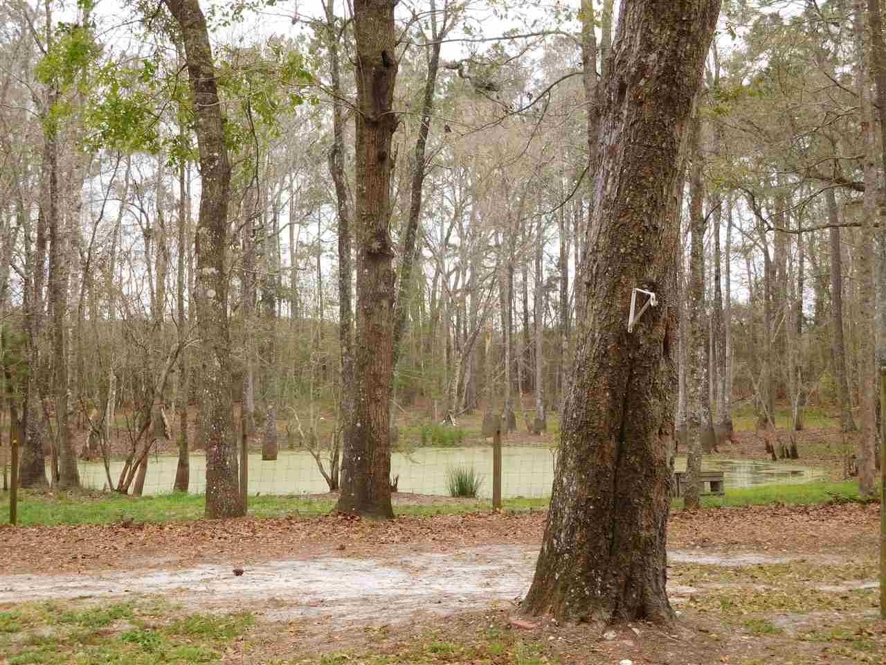 957 7 Bridges Road Monticello, FL 32344 - Photo 4 of 16 Gallery Image 4
